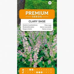 Szałwia muszkatołowa – piękna roślina przyprawowa i ozdobna - 115 nasion