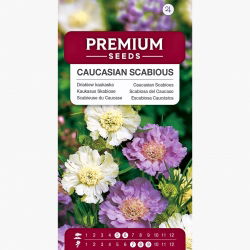 Driakiew kaukaska - mieszanka - 21 nasion