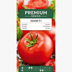 Pomidor wysoki – Adam F1 - 64 nasion