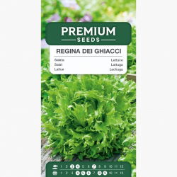 Sałata lodowa Regina Dei Ghiacci - kruche liście - 475 nasion