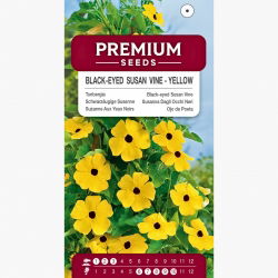 Tunbergia żółta - 17 nasion