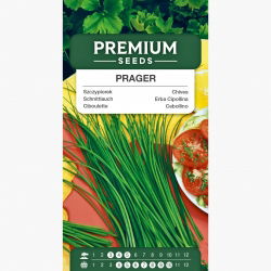 Szczypiorek ogrodowy Prager - doskonały do uprawy w gruncie - 1700 nasion