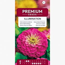Cynia wytworna daliowa Illumination - 120 nasion