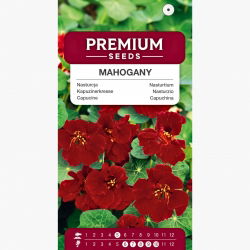 Nasturcja niska - Mahogany Jewel - 40 nasion