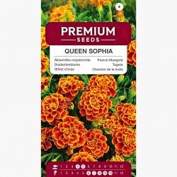 Aksamitka rozpierzchła Queen Sophia - pomarańczowo-mahoniowa - 360 nasion