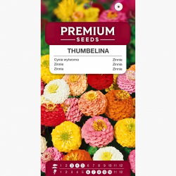 Cynia wytworna karłowa Thumbelina - 60 nasion