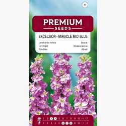 Lewkonia letnia Excelsior liliowoniebieska - 300 nasion