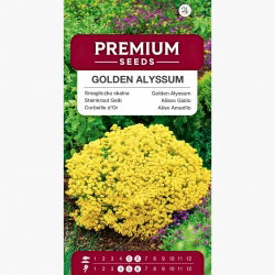 Smagliczka skalna - 500 nasion