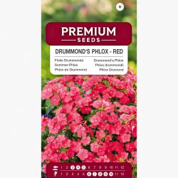 Floks Drummonda czerwony - 600 nasion