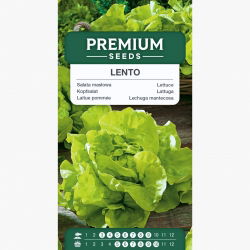 Sałata Lento - głowiasta, masłowa, do uprawy całorocznej - 900 nasion