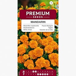 Aksamitka rozpierzchła Mandarin - pomarańczowa