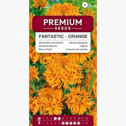 Aksamitka wzniesiona Fantastic - pomarańczowa