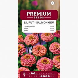 Cynia wytworna Liliput Salmon Gem łososiowa