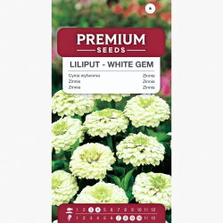 Cynia wytworna Liliput White Gem biała