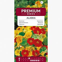 Nasturcja niska o liściach pstrych Alaska mieszanka