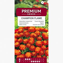 Aksamitka rozpierzchła Champion Flame