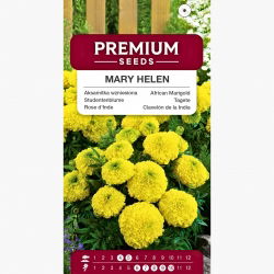 Aksamitka pełna wysoka Mary Helen - cytrynowożółta