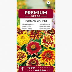 Cynia wąskolistna Persian Carpet - mieszanka