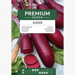 Burak ćwikłowy Alexis - cylindryczny, późny