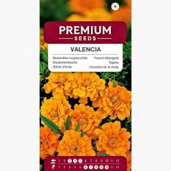 Aksamitka rozpierzchła niska Valencia