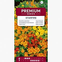 Aksamitka wąskolistna Starfire - mieszanka