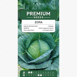 Kapusta głowiasta biała Zora - bardzo wczesna, 60 dni do zbioru