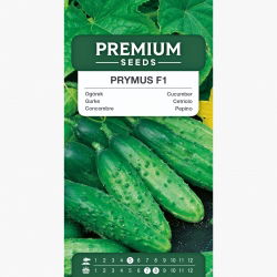 Ogórek Prymus - średnio wczesny, bardzo plenny, typowo konserwowy