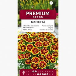 Aksamitka Marietta - rozpierzchła - jadalne kwiaty!