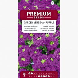 Werbena ogrodowa - fioletowa