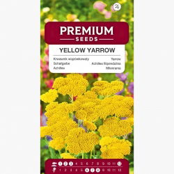 Krwawnik wiązówkowaty - żółty