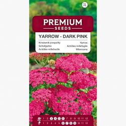 Krwawnik pospolity - ciemnoróżowy