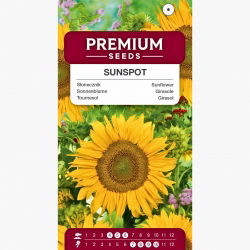 Słonecznik ozdobny Sunspot - karłowy
