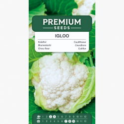 Kalafior Igloo - biały, wczesny