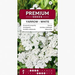 Krwawnik pospolity - czysta biel, wysoka zawartość olejków eterycznych