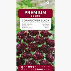 Chaber bławatek - czarny