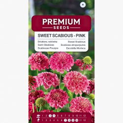 Driakiew, wdówka - różowa