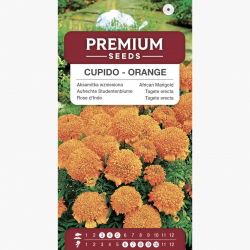 Aksamitka wzniesiona niska pełna Cupido - pomarańczowa