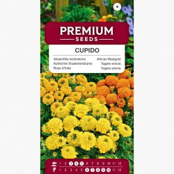 Aksamitka wzniesiona niska pełna Cupido - mieszanka kolorów