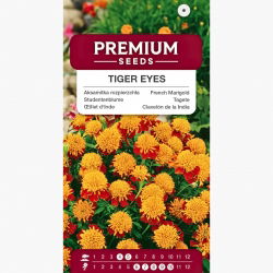 Aksamitka rozpierzchła Tiger Eyes - dwubarwna