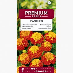 Aksamitka rozpierzchła Panther - mahoniowo-czerwona ze złotym obrzeżem