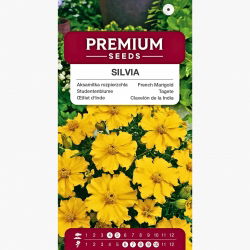 Aksamitka rozpierzchła pojedyncza Silvia