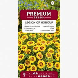 Aksamitka rozpierzchła pojedyncza Legion of Honour