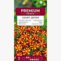 Aksamitka rozpierzchła pojedyncza Court Jester