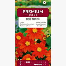 Titonia Red Torch - szkarłatnoczerwona