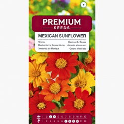 Titonia - mieszanka kolorów