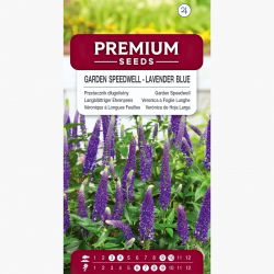 Przetacznik długolistny - lawendowoniebieski