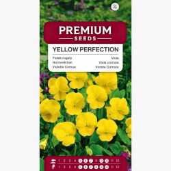 Fiołek rogaty Yellow Perfection