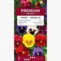 Bratek wielkokwiatowy Hiemalis