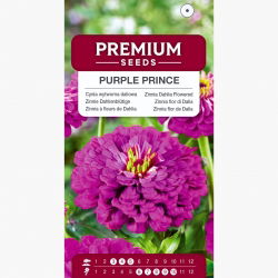 Cynia wytworna daliowa Purple Prince