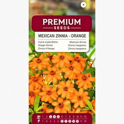 Cynia wąskolistna pomarańczowa